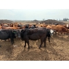 Image 7 : Roseburn Ranches - 980# October Delivery Heifers - 175 Head (High River, AB)