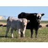Image 4 : GW Murray Ranches - 600# November Delivery Steer Calves - 80 Head (Rolling Hills, AB)