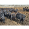 Image 2 : South Island Farms - 880# March/April Delivery Steers - 140 Head (Bow Island, AB)