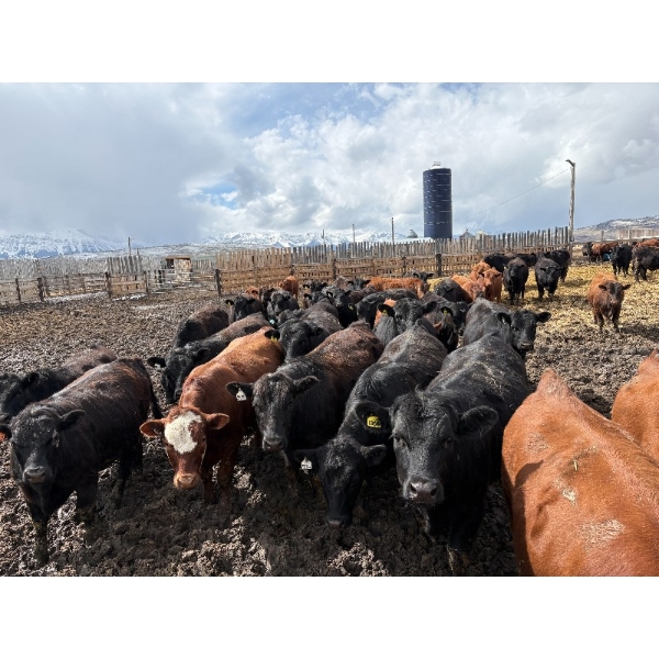 Antelope Butte Ranch - 805# May Delivery Steers - 76 Head (Lundbreck, AB) VBP+