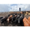Image 1 : Antelope Butte Ranch - 805# May Delivery Steers - 76 Head (Lundbreck, AB) VBP+