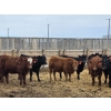 Image 11 : M.S. MacLean Livestock - 920# March Delivery Steers - 100 Head (Coaldale, AB)