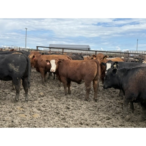Birch Island Land & Cattle - 950# June/July Delivery Heifers - 63 Head (Rhein, SK)