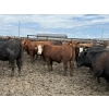Image 1 : Birch Island Land & Cattle - 950# June/July Delivery Heifers - 63 Head (Rhein, SK)