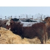 Image 4 : Elkwater Farming Co. - 1630# Cows - 520 Head (Elkwater, AB)