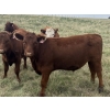 Image 6 : Eric Tarrant - 930# Aug/Sept Delivery Grass Steers - 29 Head (High River, AB)