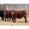 Image 4 : Allison Farms - 1000# January Delivery Steers - 62 Head (Delburne, AB)