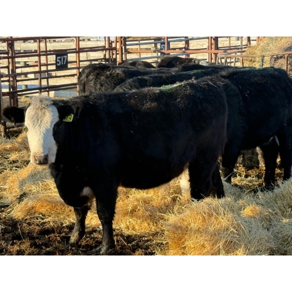 Running M Farms - 9 Heifers (Pen 517)