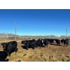 Image 3 : Plett Cattle & Honey - 26 Angus/Angus X Spring Calving Bred Heifers (Alonsa, MB)