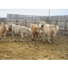 Image 13 : Vossepoel Cattle Co. - 680# December Delivery Weaned Steers - 250 Head (Tilley, AB)