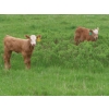 Image 6 : 6 S Feeders Inc. - 550# November Delivery Weaned Heifers - 110 Head (Moosomin, SK)