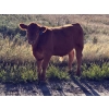 Image 5 : Dan & Kathy MacDonald - 575# October Delivery Steer Calves - 110 Head (Buffalo, AB)