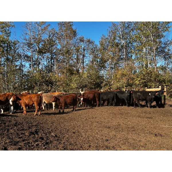 Chris Bartel - 1050# November Delivery Steers - 60 Head (Fort Vermilion, AB)