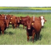 Image 2 : Taylor Enterprises Inc. - 875# September Delivery Grass Heifers - 140 Head (Wawota, SK)