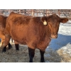 Image 5 : Spruce Ridge Farms  - 21 Heifers (Pen 515)