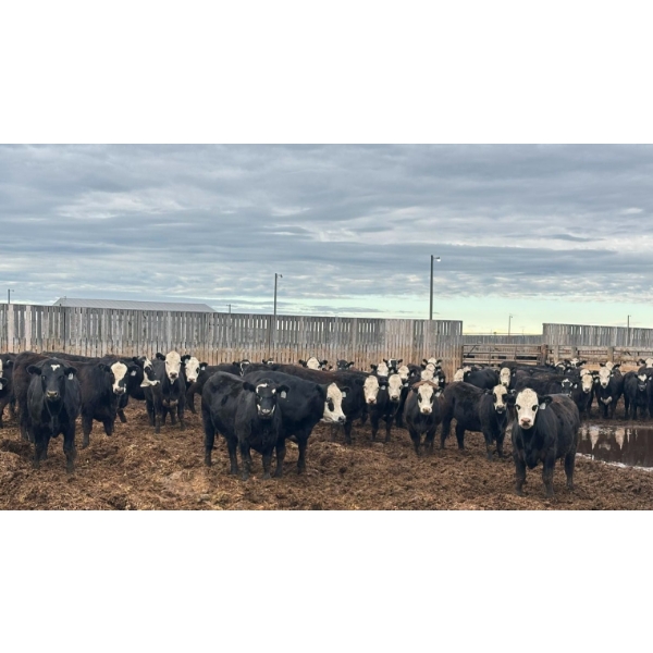 M.S. MacLean Livestock - 950# June Delivery Steers - 244 Head (Coaldale, AB)