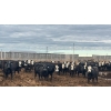 Image 1 : M.S. MacLean Livestock - 950# June Delivery Steers - 244 Head (Coaldale, AB)