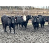 Image 7 : Turtleview Livestock - 940# November Delivery Heifers - 64 Head (Goodlands, MB) VBP+