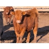 Image 8 : Habraken Farms Ltd. - 830# April Delivery Heifers - 64 Head (Scandia, AB)