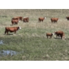 Image 2 : Stone Hill Ranch Ltd. - 500# October Delivery Steer Calves - 95 Head (Medicine Hat, AB)