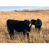 Image 4 : Neilson Beef - 560# November Steer Calves - 75 Head (Botha, AB)