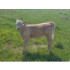 Image 12 : J&E Farms Ltd. - 620# November Delivery Heifer Calves - 80 Head (Tilley, AB)