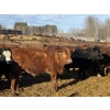 Image 5 : Garth & Theresa Kauppi - 1000# March Delivery Steers - 62 Head (Eckville, AB)