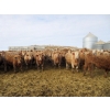 Image 3 : Williamson Farms - 963# Feb/March Delivery Steers - 194 Head (Lomond, AB)