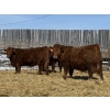 Image 2 : Jordan Livestock - 40 Red Replacement Heifers (Rimbey, AB)