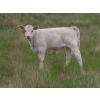 Image 12 : 6 S Feeders Inc. - 580# November Delivery Weaned Steers - 105 Head (Moosomin, SK)