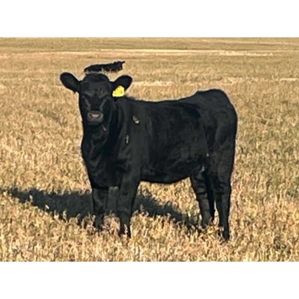 HLRC Ltd. - 510# November Heifer Calves - 110 Head (Halkirk, AB)