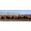 Image 5 : Cattlewood Farms Ltd. - 675# May Delivery Heifers - 85 Head (Swalwell, AB)