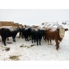 Image 16 : Merrick Campbell Herd Dispersal - 44 4 & 5 Year-Old Bred Cows (Calahoo, AB) VBP+