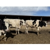 Image 4 : CS Livestock - 950# Holstein Steers - 18 Head (Rimbey, AB)