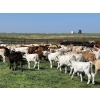 Image 2 : Hiebert Ranches - 620# October Delivery Steer Calves - 170 Head (Gem, AB)