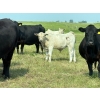 Image 5 : Cluny Colony - 680# October Delivery Steer Calves - 70 Head (Cluny, AB)