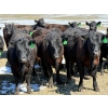 Image 3 : Ray Torkelson - 725# May Delivery Heifers - 80 Head (Millicent, AB)