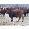 Image 3 : Splane Bros.  - 750# January Delivery Steers - 150 Head (Boyle, AB)