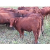 Image 7 : Mebs Ranch - 1000# August Grass Heifers - 35 Head (Broadview, SK) VBP+