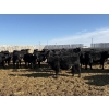 Image 6 : 9 Bar Ranch - 600# February Delivery Heifers - 30 Head (Fincastle, AB) VBP+