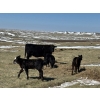 Image 8 : Birch Lake Ranch & W1 Ranching - 550# October Delivery Steer Calves - 100 Head (Medicine Hat, AB)