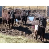 Image 8 : Leib Farm & Ranch Ltd. - 30 Black Angus/Black Angus X Pairs (Southey, SK)