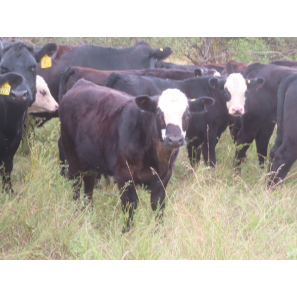 Bar T Livestock - 535# October Delivery Steer Calves - 115 Head (Earl Grey, SK)
