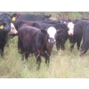 Image 1 : Bar T Livestock - 535# October Delivery Steer Calves - 115 Head (Earl Grey, SK)