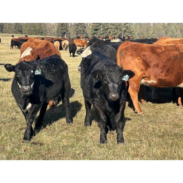 20X Ranch Ltd. - 620# November Delivery Steer Calves - 95 Head (Hedley, BC)