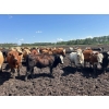 Image 6 : Thomson Cattle Ltd. - 1040# June Delivery Steers - 120 Head (Silver Valley, AB)