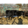 Image 2 : A & J Farming - 2 Third & Fourth Calvers (Pen 138)