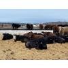 Image 2 : Franklin Cattle Co. - 575# December Weaned Steers - 95 Head (Marwayne, AB)