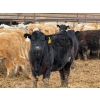 Image 6 : JG Larson Livestock (V-V) - 720# April Delivery Heifers - 78 Head (Jenner, AB) VBP+