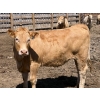 Image 10 : Merlin Torkelson - 925# June Delivery Heifers - 100 Head (Duchess, AB)
